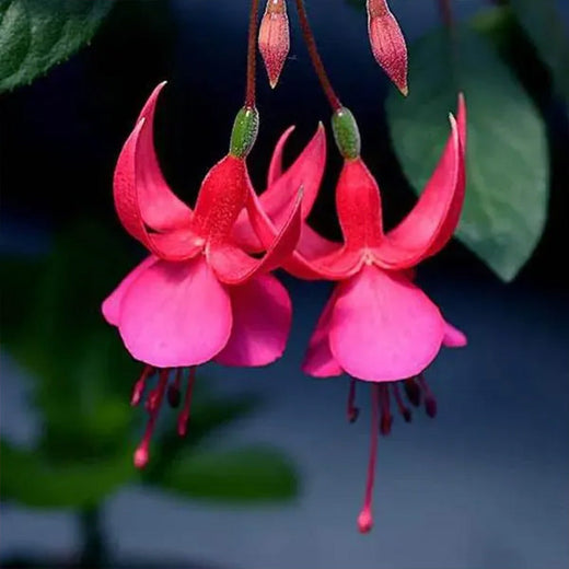Fuchsia Seeds