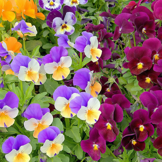 Pansy Seeds - Medium Mix