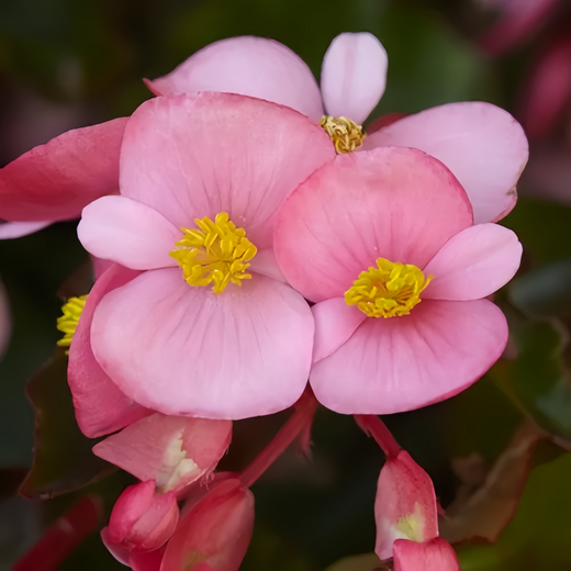 Red Begonia Seeds