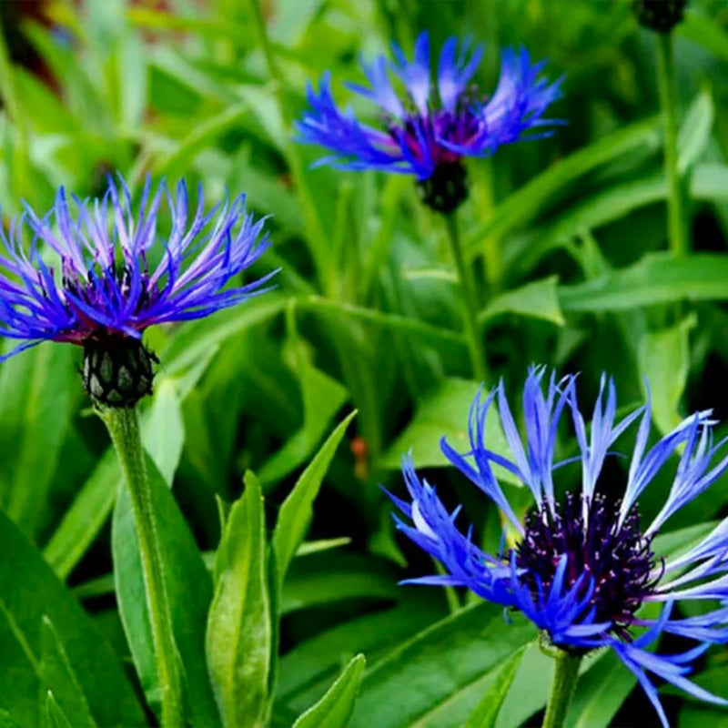 Cornflower Seeds