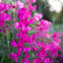 Rose Red Sweet Pea Seeds