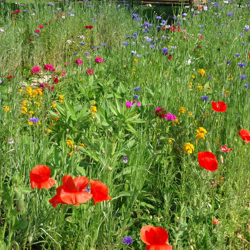 Wildflower Seeds - Seasonal Flowers Mix Includes Zinnia, China Aster, Phlox, etc.