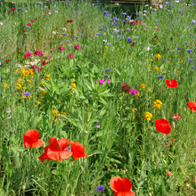 Seasonal Wildflower Mix