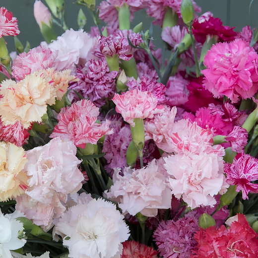Mix Double Dianthus Seeds
