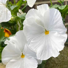 Pansy Seeds - White