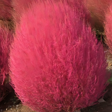 Kochia Seeds - Red