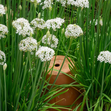 White Ornamental Allium Seeds