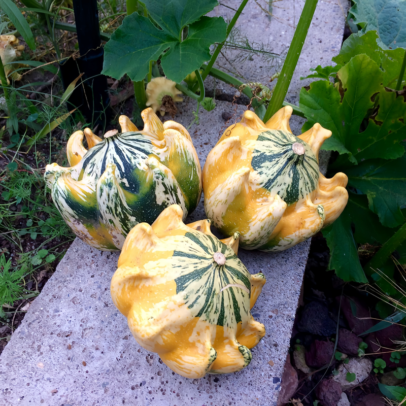 Cucurbita Moschata - Crown Mix High Germination  Onsaleseeds