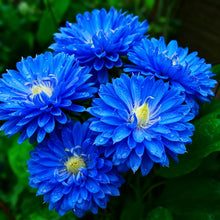 China Aster Seeds - Bright Blue