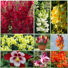 Shade Tolerant Wildflower Mix