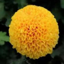 Yellow Billy Buttons Seeds