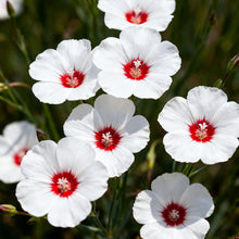 Flax Seeds - White Red Heart