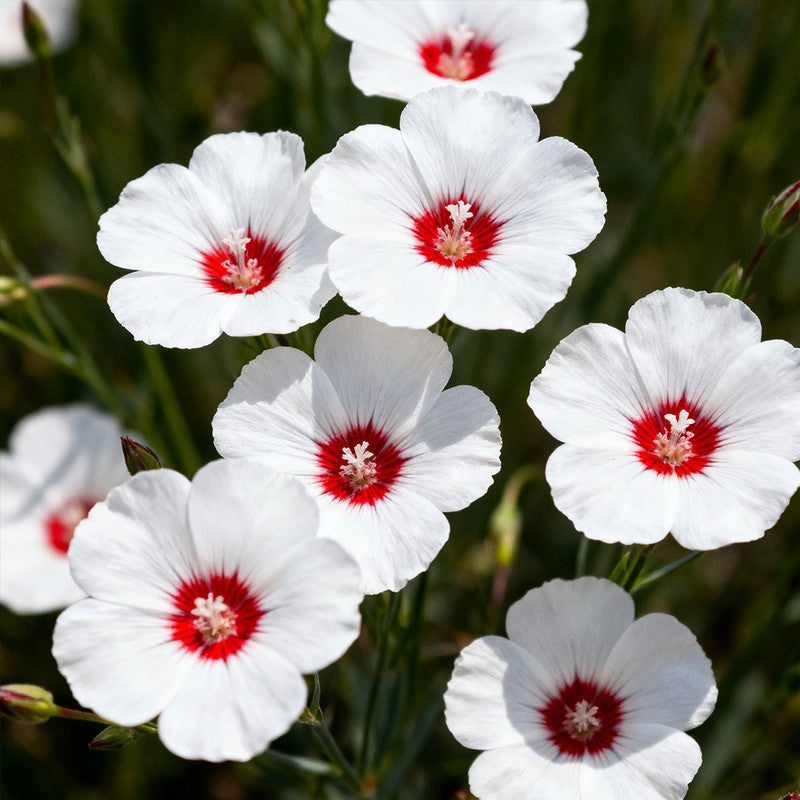 Linum Usitatissimum Seeds White Red Heart up to 50% Large Pack · 1800-9000 Seeds
