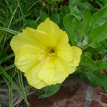 Evening Primrose Seeds - Yellow