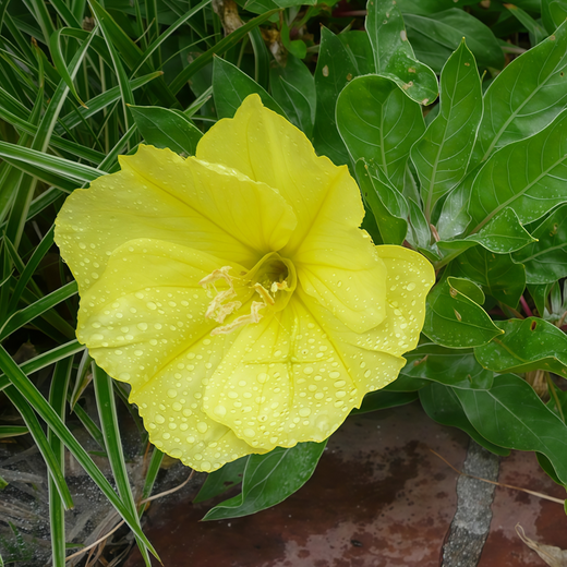 Evening Primrose Seeds - Yellow