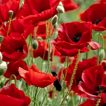 Pink Mixed Poppy Seeds