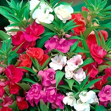 Impatiens Balsamina Seeds - Mix