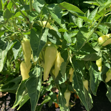 Yellow Conoides Capsicum Annuum Var. Seeds