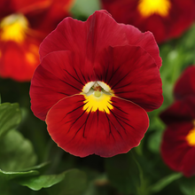 Pansy Seeds - Pure Red