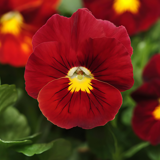 Pansy Seeds - Pure Red