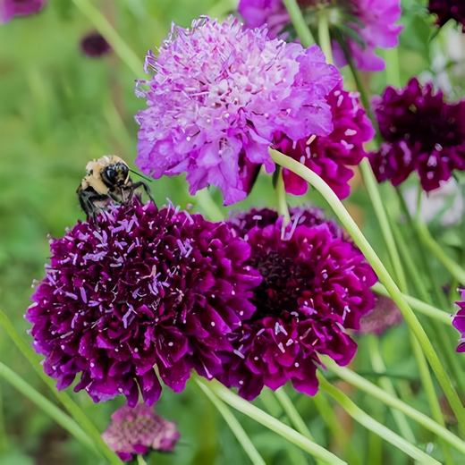 Scabiosa Seeds - Purplish Red