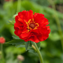 Geum Seeds - Red