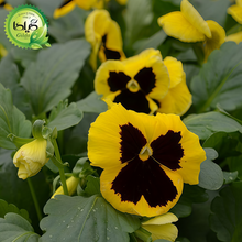 Pansy Seeds - Yellowish Brown Spots