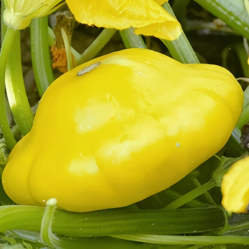 Cucurbita Moschata - Champion Yellow High Germination  Onsaleseeds