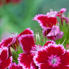 Mix Dianthus Seeds