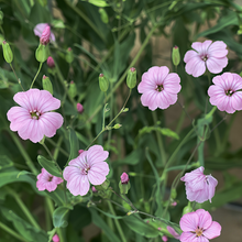 Cowherb Seeds