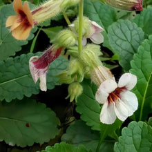 Rehmannia Seeds
