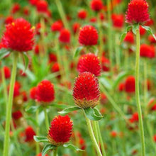 Globe Amaranth Seeds - Red