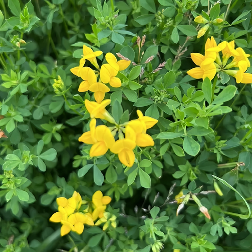Birdsfoot Trefoil Seeds