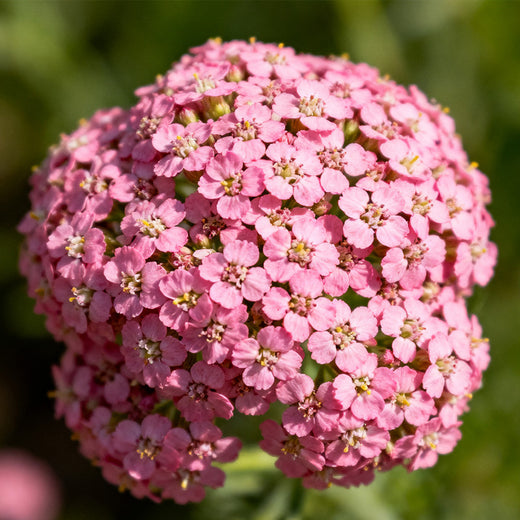 Pink Sweet Alyssum Seeds