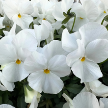Pansy Seeds - Pure White