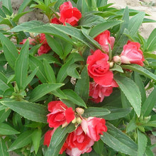 Impatiens Balsamina Seeds - Red