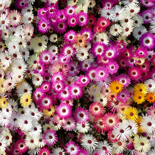 Trailing Ice Plant Seeds - Mix