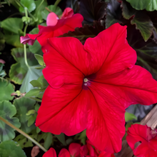Red Petunia Seeds