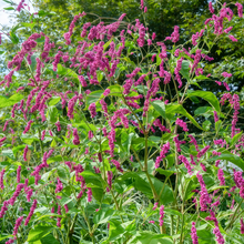 Polygonum Seeds - Pink Red