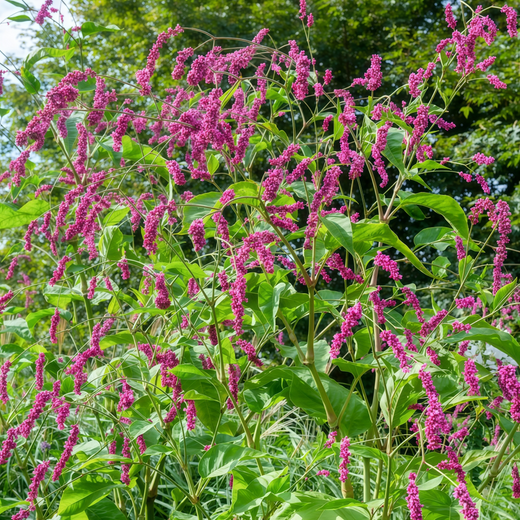 Polygonum Seeds - Pink Red