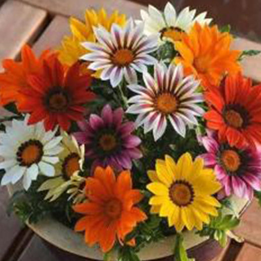 Gazania Seeds - Mix