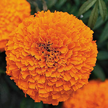 Orange Yellow African Marigold Seeds