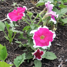 Mix Petunia Seeds