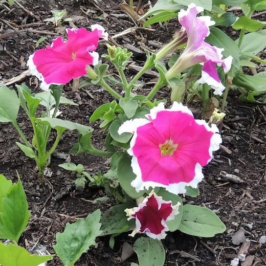 Mix Petunia Seeds
