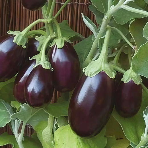 Purple Solanum Seeds