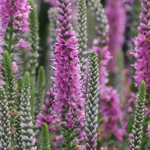 Veronica Seeds - Pink