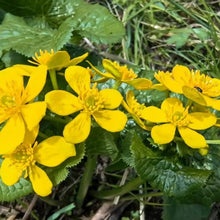 Marsh Marigold Flower Seeds