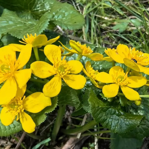 Marsh Marigold Flower Seeds