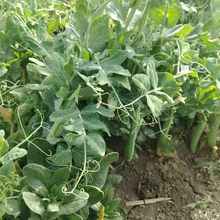 Pea Sprouting Microgreen Seeds
