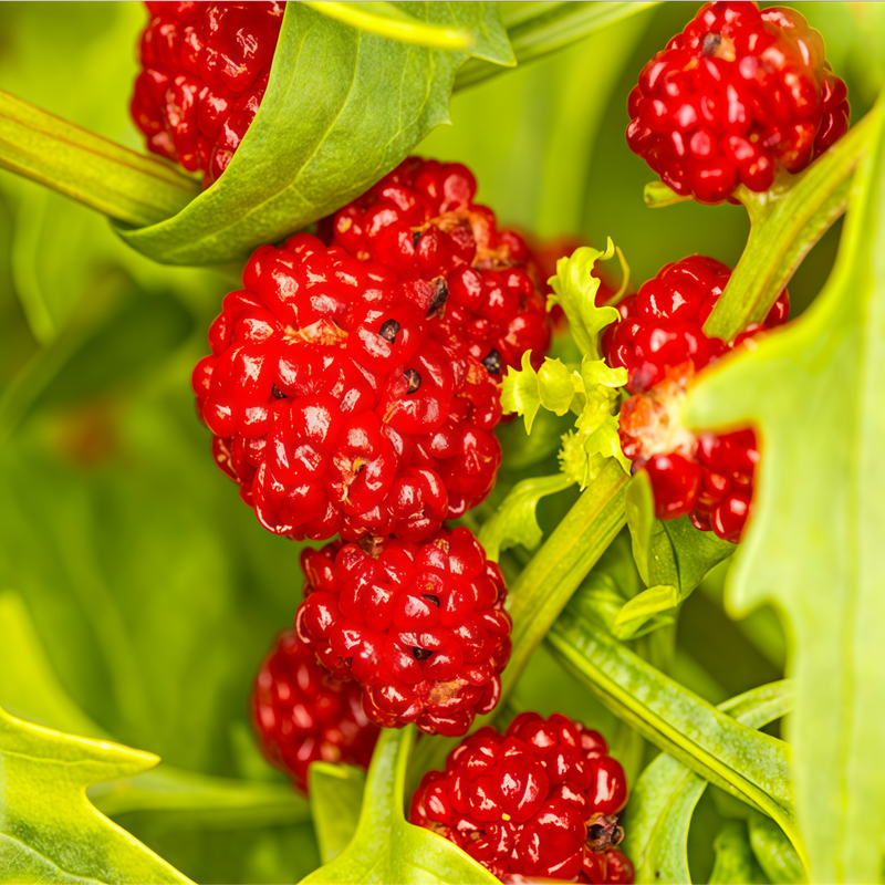 Chenopodiums Strawberry - Red High Germination  Onsaleseeds